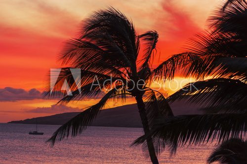 Fototapeta Maui Sunset