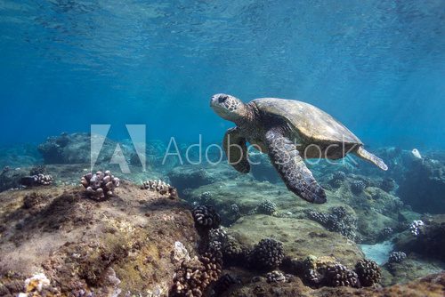 Fototapeta Maui Turtle