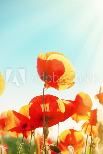 Fototapeta Meadow with beautiful bright red poppy flowers in spring