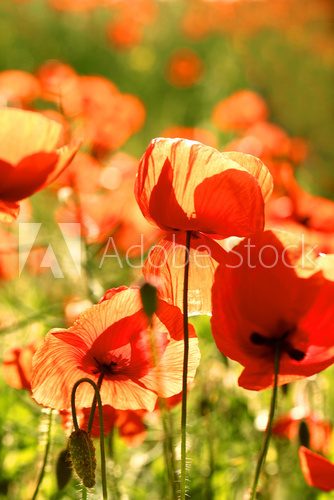 Fototapeta Meadow with beautiful bright red poppy flowers in spring