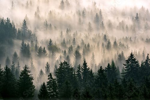 Fototapeta Misty forest