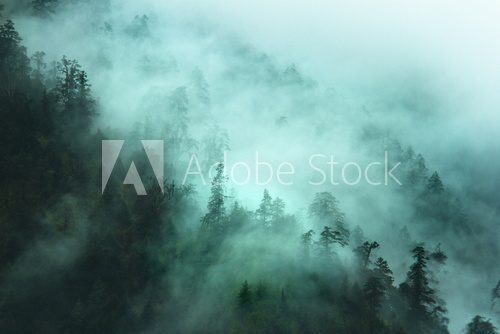 Fototapeta misty forest landscape in the mountains