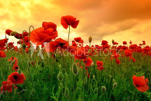 Fototapeta Mohn