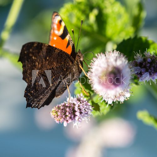 Fototapeta Monarch butterfly on a flower
