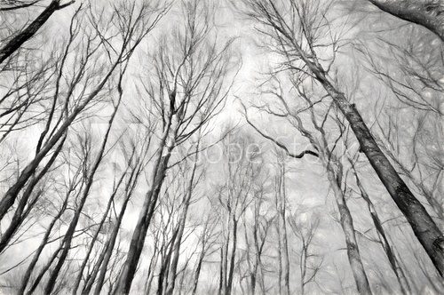 Fototapeta monochrome trees  - illustration