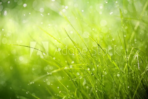 Fototapeta Morning dew on spring grass
