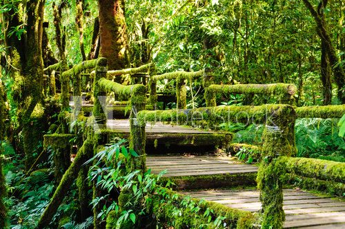 Fototapeta Moss and bridge