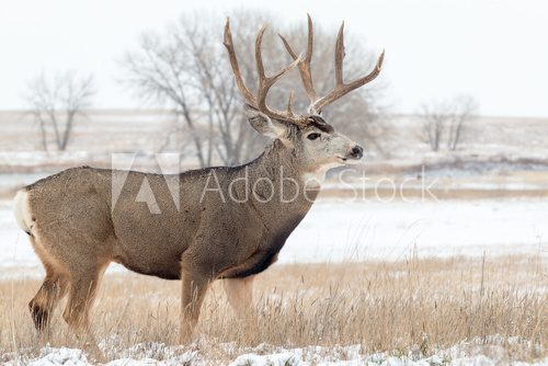 Fototapeta Mule Deer Buck in Snow