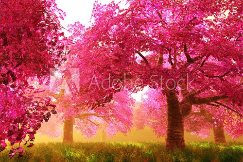 Fototapeta Mysterious Cherry Blossom Trees