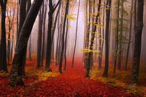 Fototapeta Mysterious foggy forest with a fairytale look