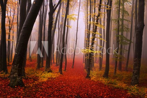 Fototapeta Mysterious foggy forest with a fairytale look