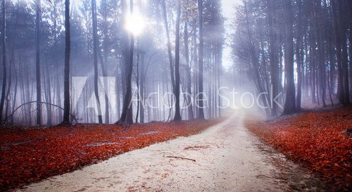 Fototapeta Mystic forest road