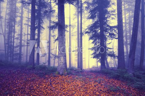 Fototapeta Mystical colored foggy forest tree fairytale. Purple foggy light in forest.