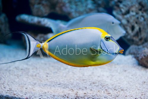 Fototapeta Naso lituratus - barcheek unicornfish