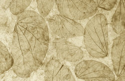 Fototapeta Natural leaves paper texture closeup vintage style