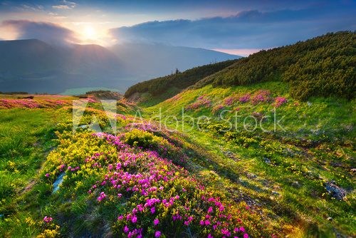 Fototapeta Natural summer scene in Carpathian mountains.