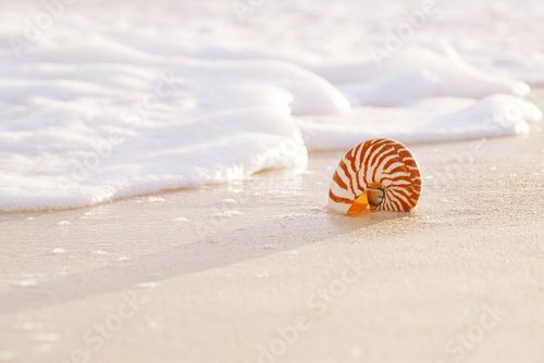 Fototapeta nautilus sea shell in sea wave