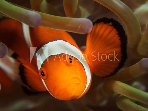 Fototapeta Nemo - Clownfish Fish on the Anemone
