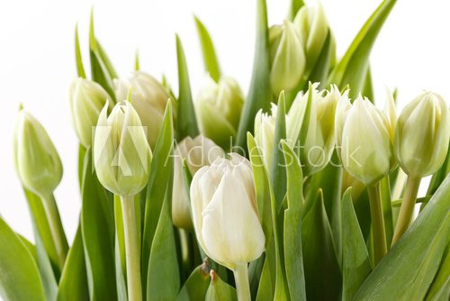 Fototapeta nice tulips