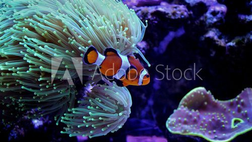 Fototapeta Ocellaris Clownfish (Amphiprion ocellaris) 