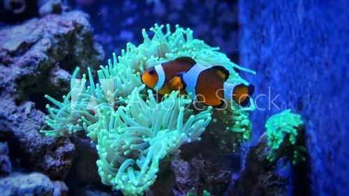 Fototapeta Ocellaris Clownfish (Amphiprion ocellaris ) 