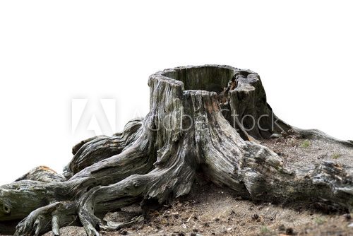 Fototapeta Old weathered tree stump