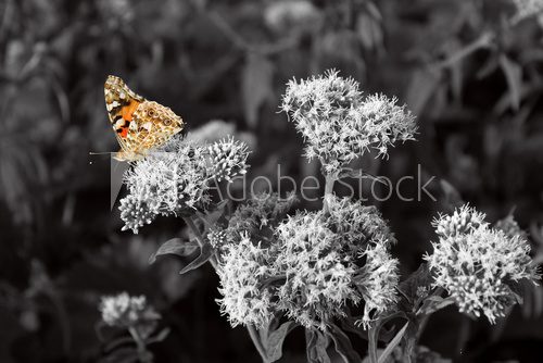 Fototapeta Orange butterfly, black and white photography