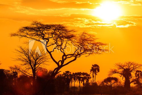 Fototapeta Orange glow of an african sunset