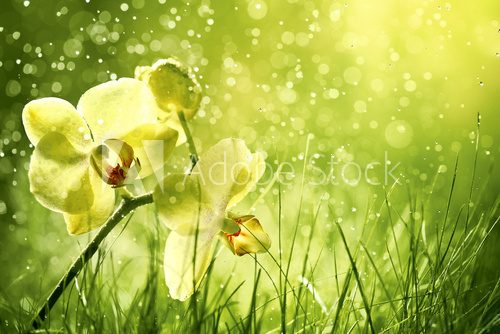 Fototapeta Orchid flower in the field