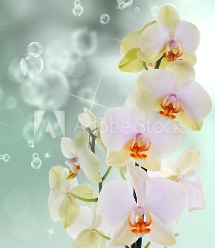 Fototapeta Orchid flowers on abstract background