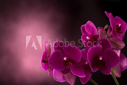 Fototapeta Orchid in dark blurred background