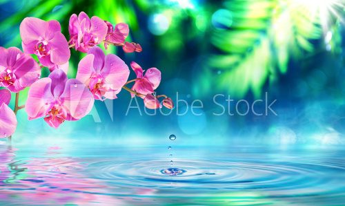 Fototapeta orchid in zen garden with droplet on pond