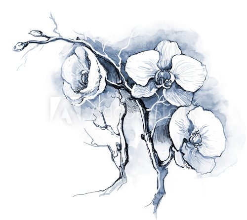 Fototapeta orchids