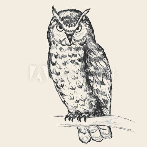 Fototapeta Owl Sketch