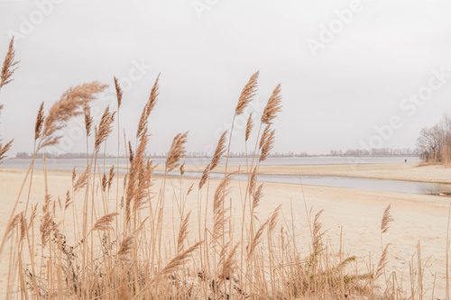 Fototapeta Pampas grass outdoor in light pastel colors. Dry reeds boho style