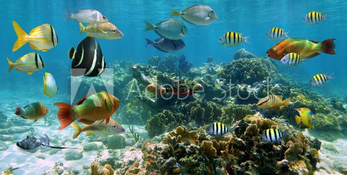 Fototapeta Panorama in a coral reef with shoal of fish