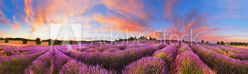 Fototapeta Panorama of lavender field at sunset, France