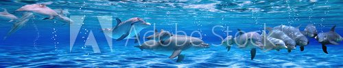 Fototapeta Panorama of Underwater life. Dolphins