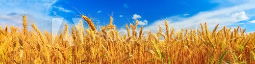 Fototapeta Panorama of wheat