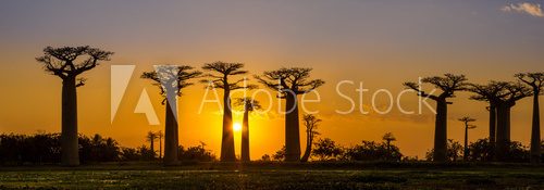 Fototapeta Panorama view at sunset above Baobab avenue