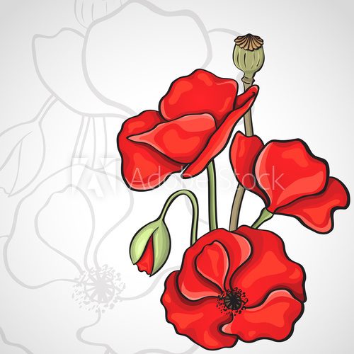 Fototapeta Papaver rhoeas also known as corn poppy