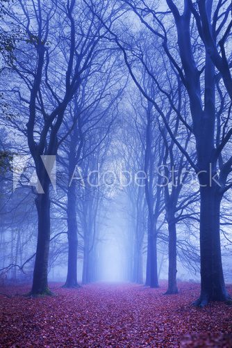 Fototapeta Path in a dark and foggy forest in The Netherlands