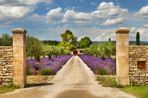 Fototapeta Path with lavender in Provence.