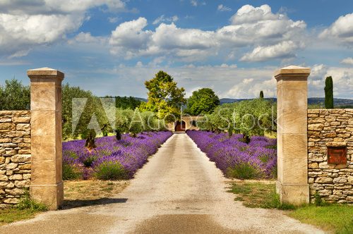 Fototapeta Path with lavender in Provence.