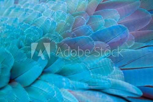 Fototapeta Pattern of colorful feathers