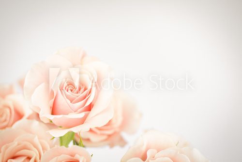 Fototapeta Peach rose cluster  with vignette