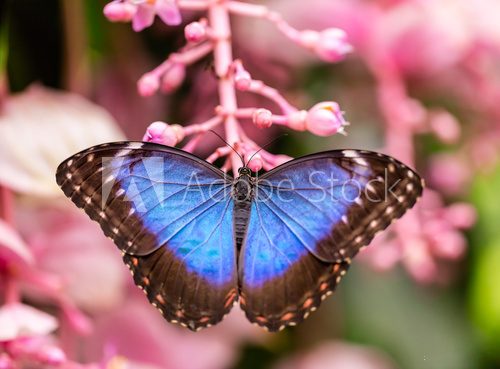 Fototapeta Peleides Blue Morpho on flower blossom