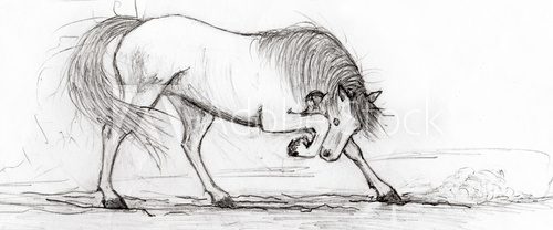 Fototapeta Pencil drawing of a horse
