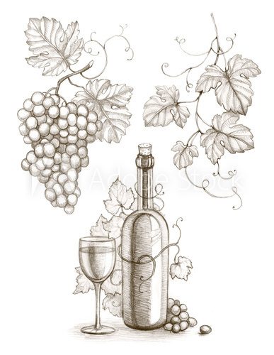 Fototapeta Pencil drawing of wine bottle and grape