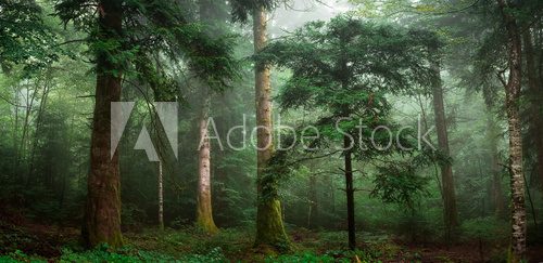 Fototapeta petit sapin dans un sous bois